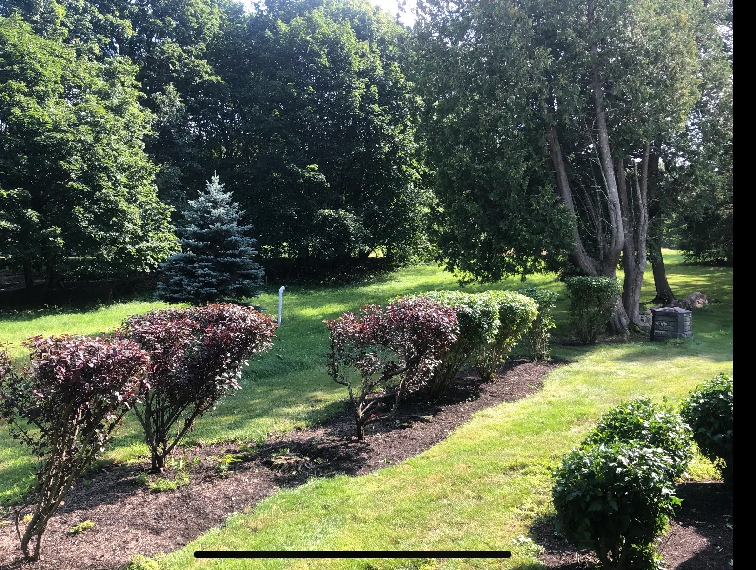 Burgundy ornamental shrubs in mulched beds with mature trees and manicured lawn