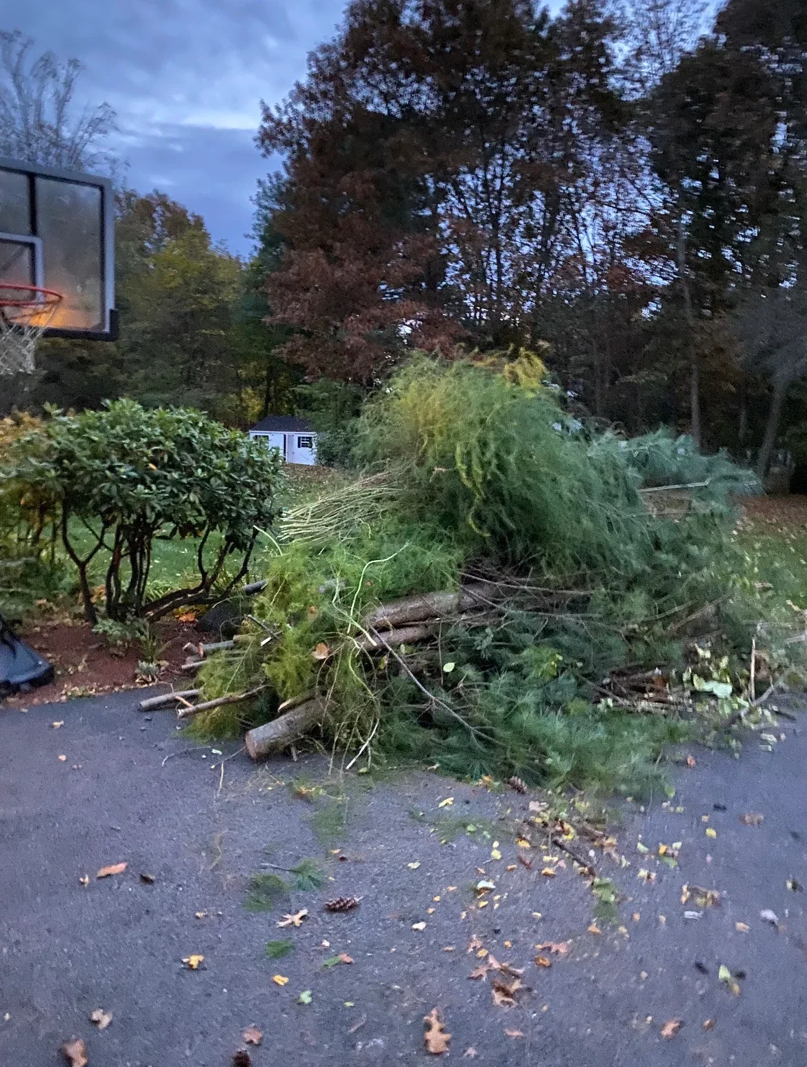 Cleared driveway with removed tree branches and debris, mature trees in background
